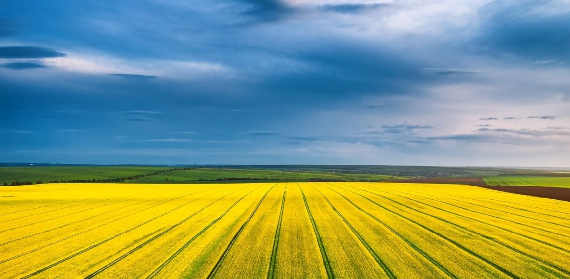 Virtuous and Vicious Circles in Organic Agriculture: A Comparative Typology Between Denmark and Brazil